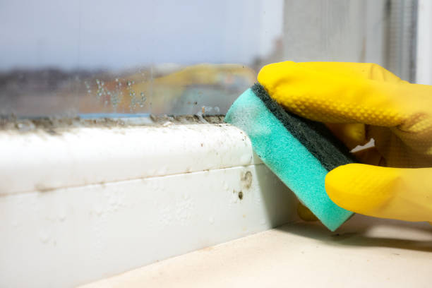Office Mold Removal Services in Hayward, WI